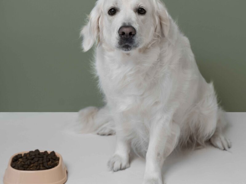 beautiful-dog-with-nutritious-food beautiful-dog-with-nutritious-food