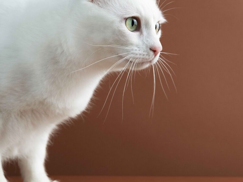 close-up-adorable-pet-eating close-up-adorable-pet-eating