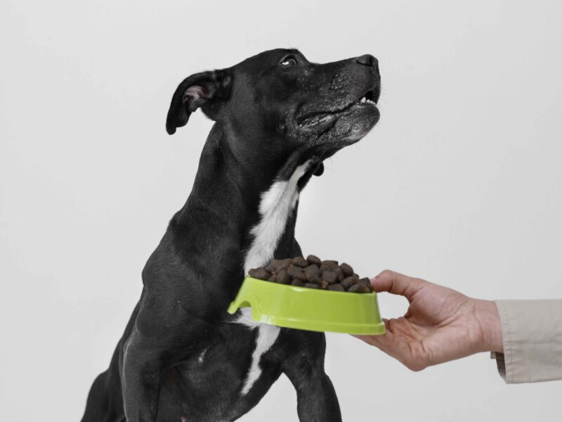 side-view-hand-holding-dog-food-bowl side-view-hand-holding-dog-food-bowl