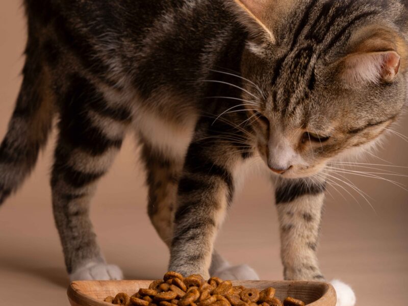 view-cat-eating-food-from-bowl view-cat-eating-food-from-bowl